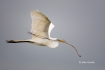 Ardea-alba;Egret;Flying-Bird;Great-Egret;action;active;aerodynamic;behavior;colo